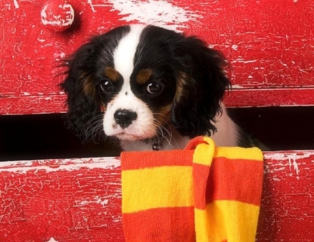 Puppy in Drawer - love four seasons, puppy, animals, dogs, drawer, socks, lovely, cute