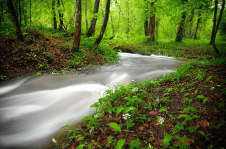 Nature - greenery, nature, flowing, trees