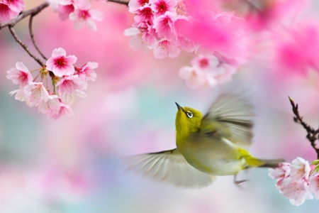 Bird - animal, flowers, cute, pink