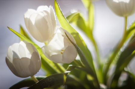 Flowers - tulips, flowers, pure, soft