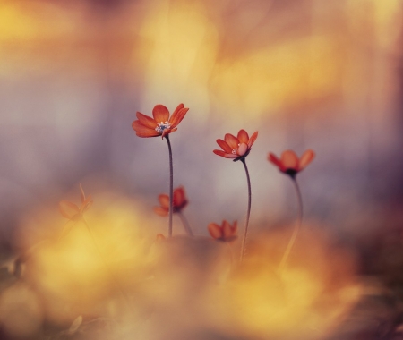 Flower - flowers, nature, photography, soft