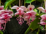 Medinilla,  Beautiful exotic flowers