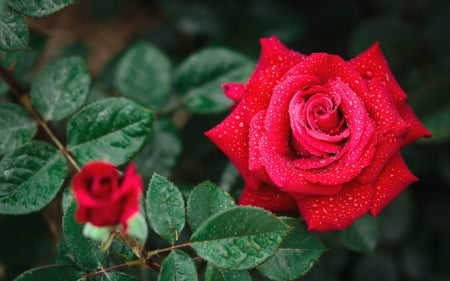 Roses - beauty, red, green, rose, flower