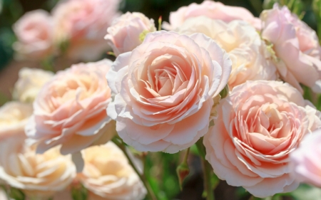 Roses - rose, beauty, flower, pink