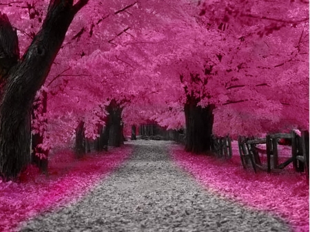 Pink Autumn - leaves, trees, road, autumn