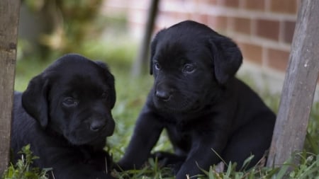 adorable puppies - black, cute, adorable, puppies