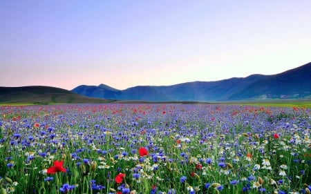 Flower Field - landscape, blossoms, hills, colors