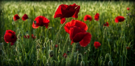 Poppies - field, blossoms, red, landscape