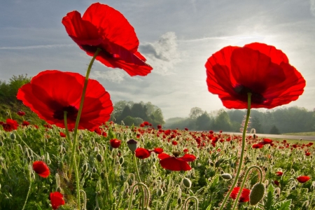 Poppies - landscape, blossoms, field, red