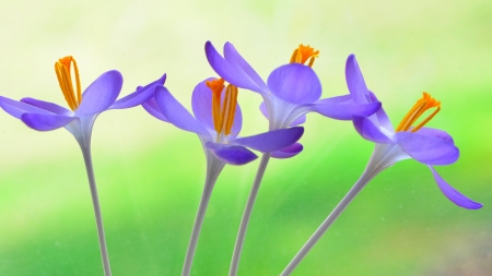 Crocuses - crocus, purple, green, orange, spring, flower