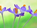 Crocuses