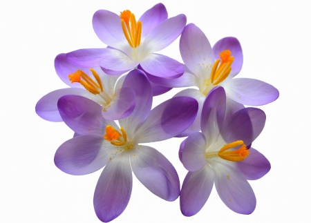 Crocuses - white, purple, spring, orange, flower, crocus, brandusa