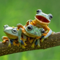 Frogs