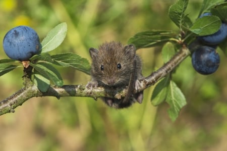 Mouse - branch, animal, green, berry, fruit, cute, blueberry, mouse