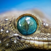 Green eyed gecko