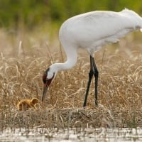 Whooping crane