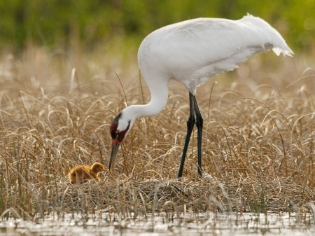 Whooping crane - animals, wallpaper, bird, nature, wilderness, wild, sweet, whooping crane, cute, wild animals