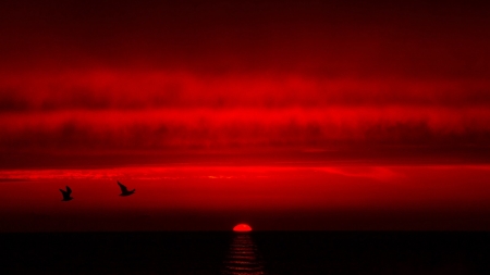 Red - cloud, red, sky, bird, sea, sun