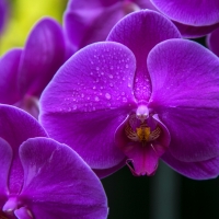 Orchids