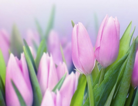 Tulips - tulips, flowers, pink, soft