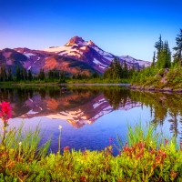 Lake flowers