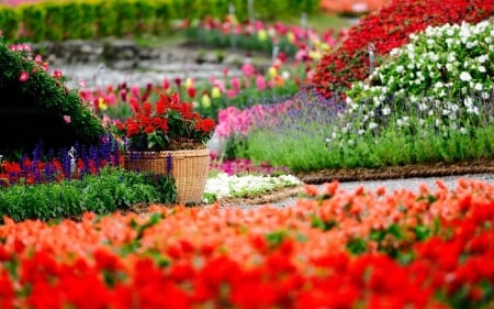 Park Blossoms - blooming, path, plants, tulips, spring, basket, colors