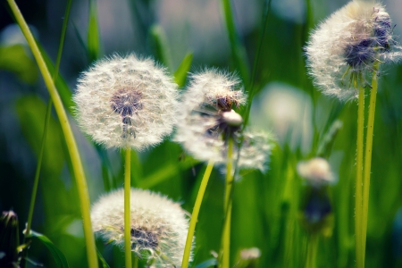 Dandelion - flowers, dandelion, summer, green