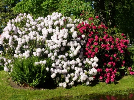 Rhododendron - park, summer, colors, flowers, grass