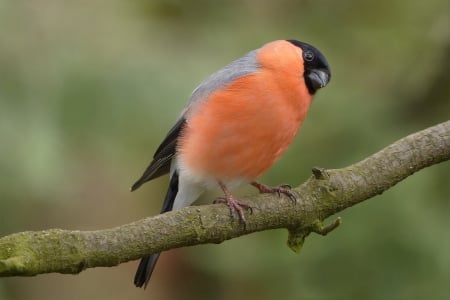 Bullfinch - male, bird, bullfinch, animal, foraging