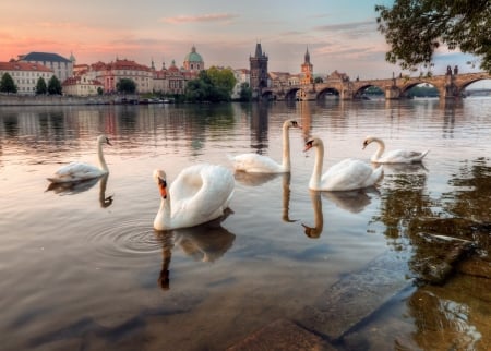 Birds - swans, animals, birds, photography