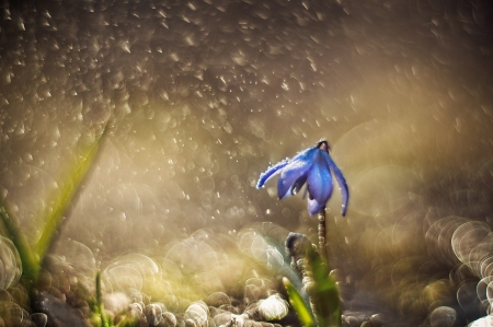 Flower - nature, flower, photography, soft