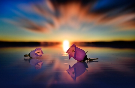 Beautiful - buds, reflection, sun, water, flowers