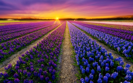 Spring field - beautiful, sunrise, spring, rows, flowers, glow, sunset, nature, rays, field, sky