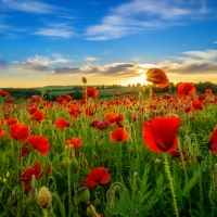 Poppy field