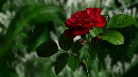 ~*~ Drops ~*~ - rain drops, red rose, HD wallpaper, water drops