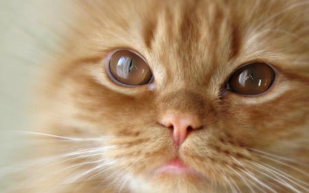 Cat face - skin, cat, pink, eyes, animal, cute, kitten, ginger