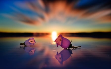 Beach  Flowers Sunset - water, sky, flower, sun