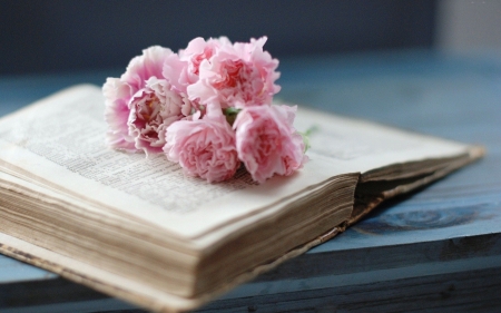 Carnations - flowers, blossoms, petals, book