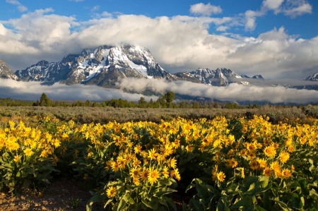 Mt Moran - nature, fun, mountain, cool, flowers