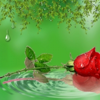 ~*~ Water Drops on Red Rose ~*~