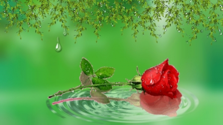 ~*~ Water Drops on Red Rose ~*~ - drops on the rose, red rose, HD wallpaper, water drops, rain drops