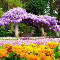 Park Wisteria