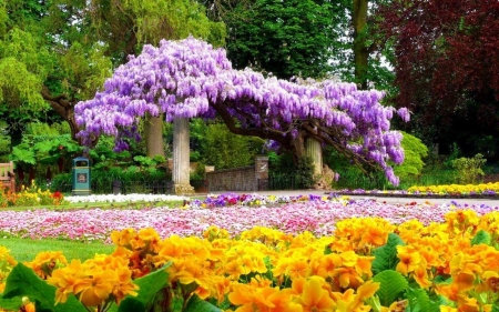 Park Wisteria - colors, blossoms, yellow, primula