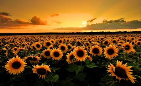 Flower Field - sky, sunflowers, blossoms, clouds, sunset