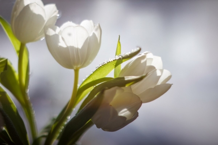 Tulips - nature, tulips, flowers, photography