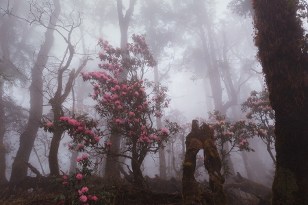 Nature - fog, nature, trees, pink