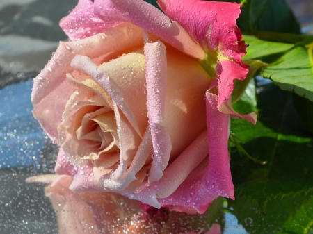 Pink Rose - reflection, rose, flower, drops