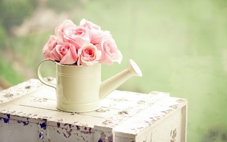 Roses - white, pink, soft, vintage, watering, green, rose, flower