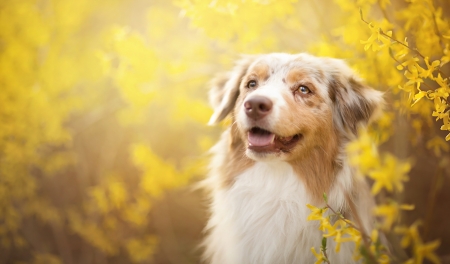 Australian Shepherd - yellow, dog, spring, flower, primavara, white, animal, australian shepherd, border collie, cute