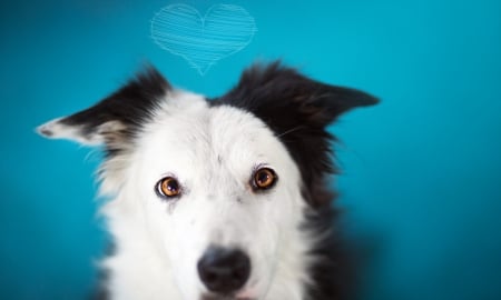 Hi! - white, animal, border collie, cute, black, australian shepherd, blue, dog